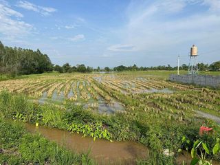 For sale land in Doi Lo, Chiang Mai