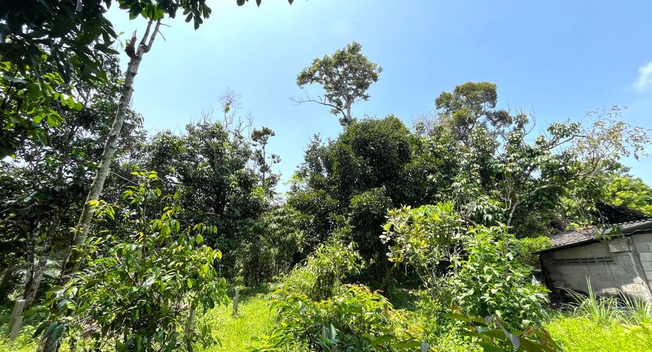 ขาย ที่ดิน ใน ตะกั่วทุ่ง, พังงา