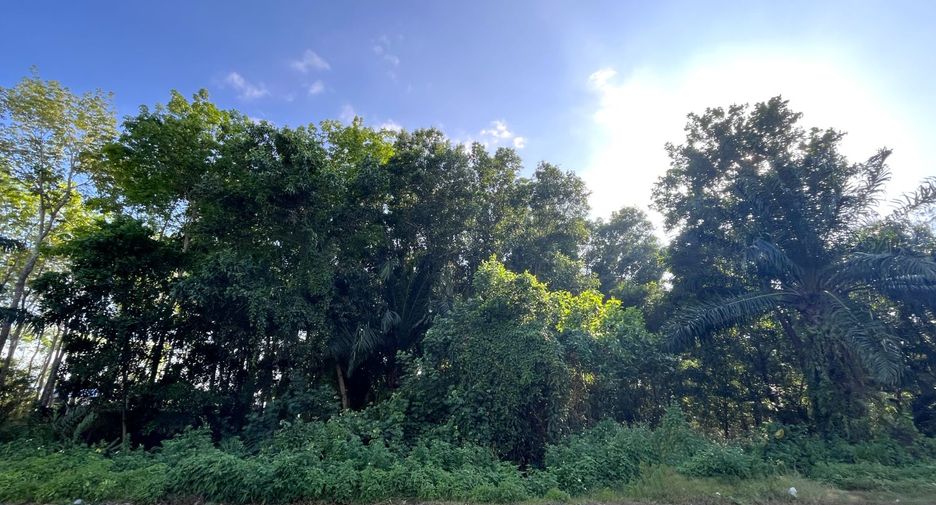 For sale land in Takua Thung, Phang Nga