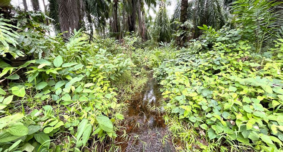 For sale land in Takua Thung, Phang Nga