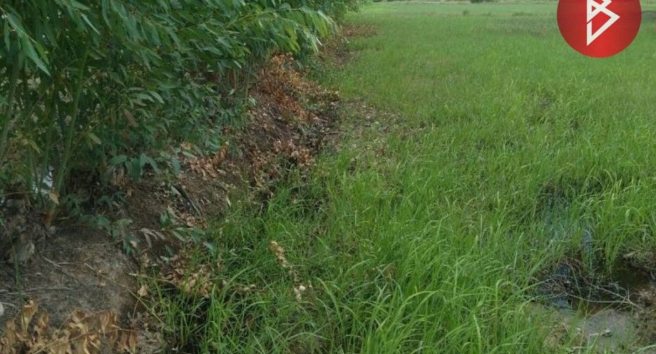 For sale land in Si Narong, Surin