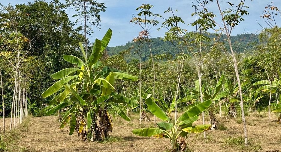 For sale land in Thai Mueang, Phang Nga