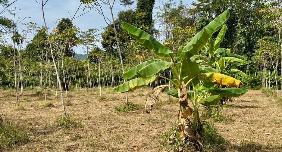For sale land in Thai Mueang, Phang Nga