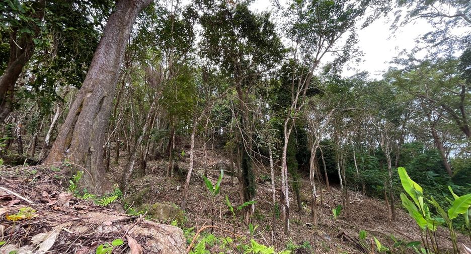 For sale land in Kathu, Phuket