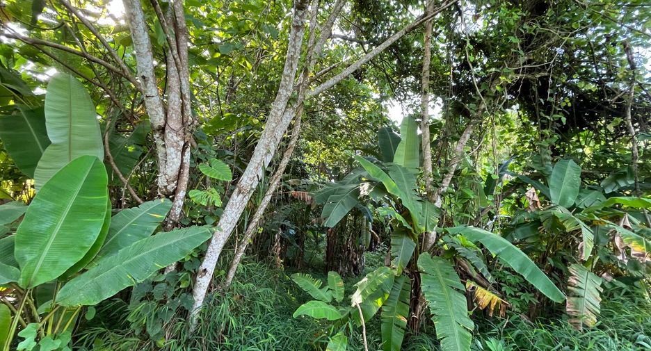 For sale land in Thalang, Phuket