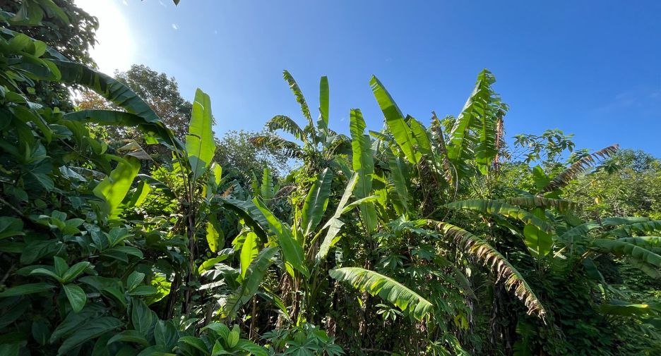 For sale land in Thalang, Phuket