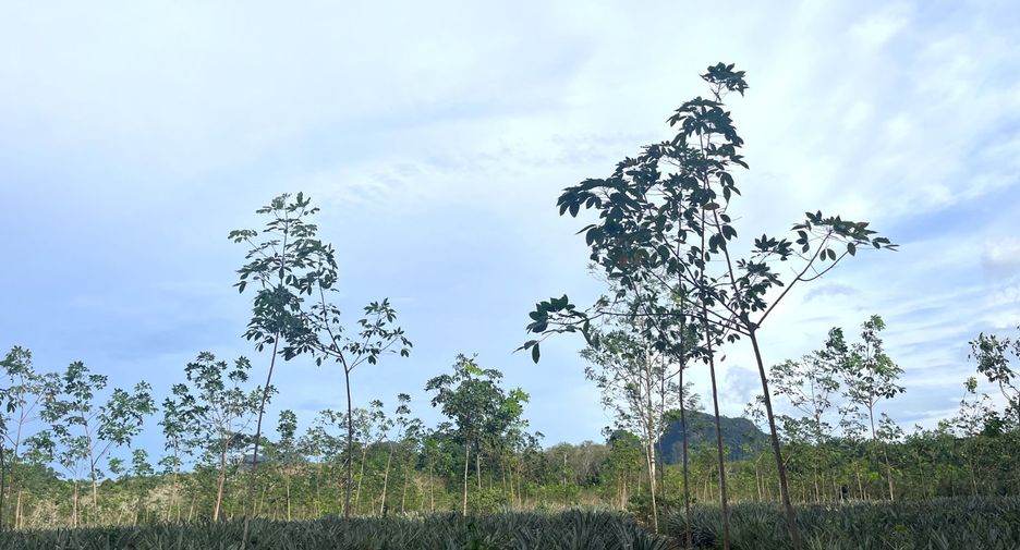 À vendre terrain à Mueang Krabi, Krabi