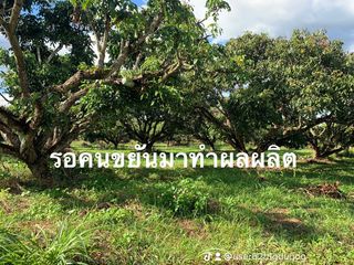 ขาย ที่ดิน ใน เชียงคำ, พะเยา