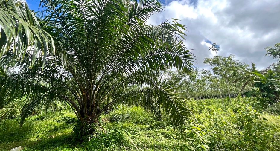For sale land in Takua Thung, Phang Nga
