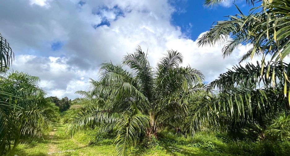 For sale land in Takua Thung, Phang Nga