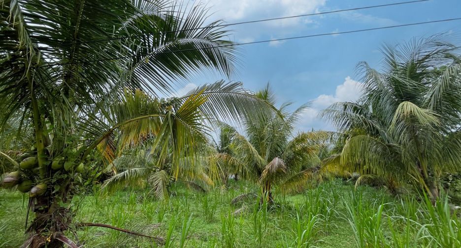 出售 土地 在 Takua Thung, Phangnga