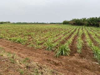 Продажа Участок в Si Thep, Phetchabun