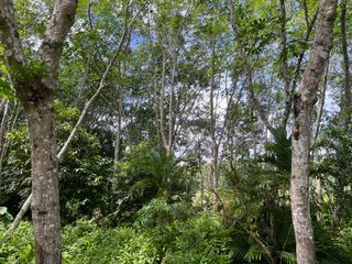 For sale land in Takua Thung, Phang Nga