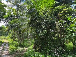 For sale land in Takua Thung, Phang Nga