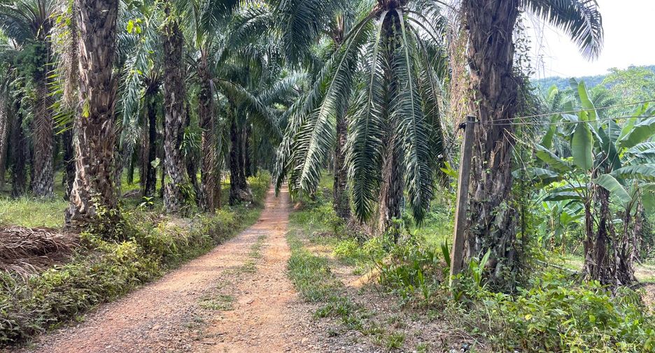 For sale land in Takua Thung, Phang Nga