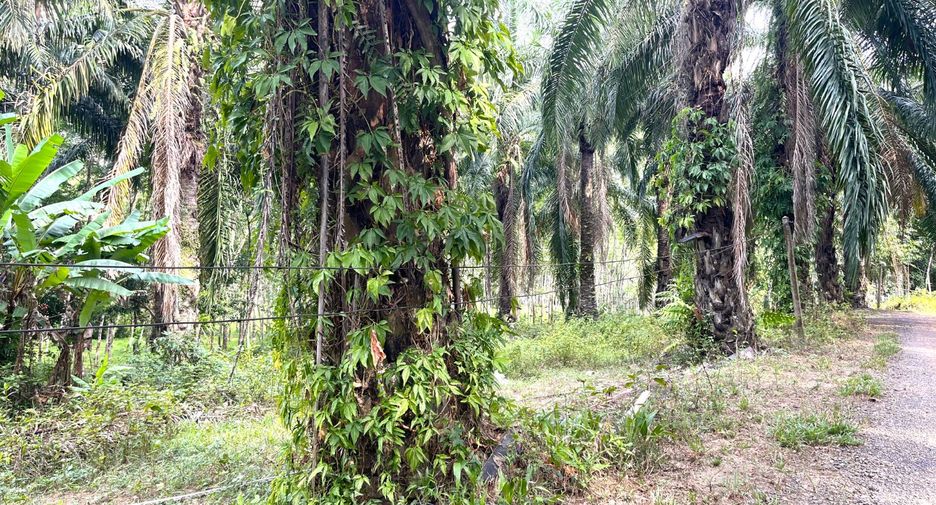 For sale land in Takua Thung, Phang Nga