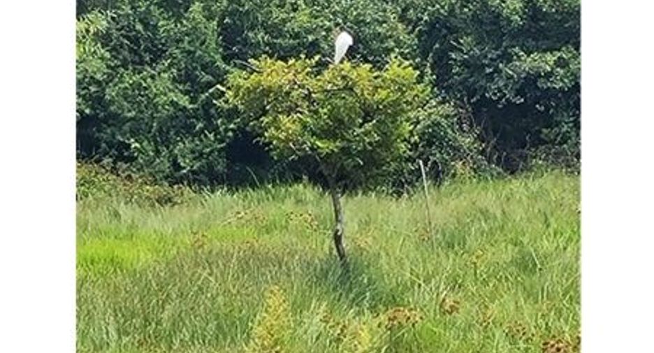 For sale land in Khlong Hoi Khong, Songkhla