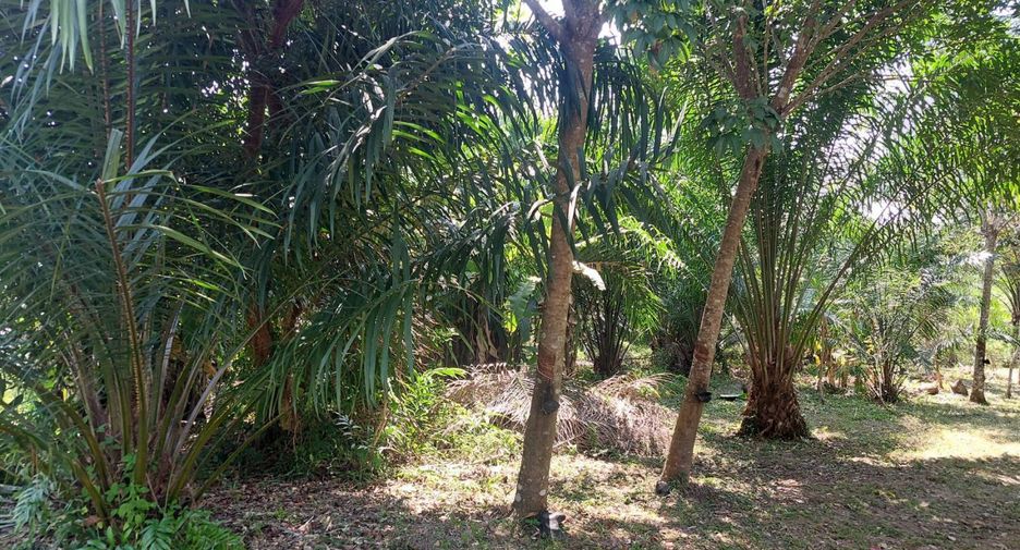 For sale land in Seka, Bueng Kan