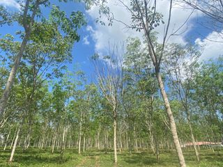 出售 土地 在 塔朗, 普吉