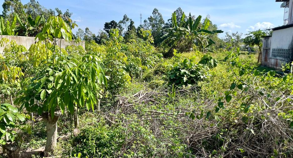 For sale land in Takua Thung, Phang Nga