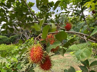 Terreno en venta en Mae Taeng, Chiang Mai