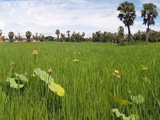 For sale land in Ban Lat, Phetchaburi