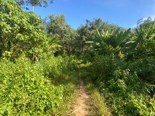 For sale land in Takua Thung, Phang Nga