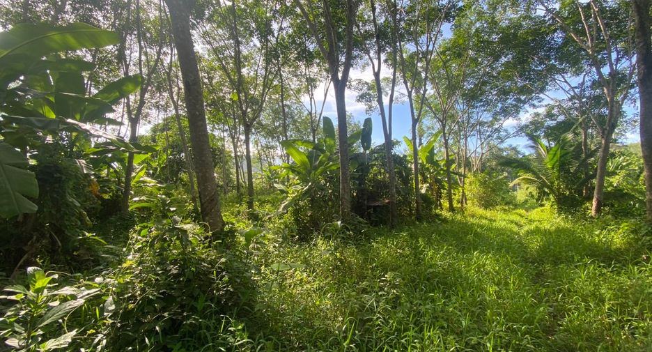 For sale land in Takua Thung, Phang Nga