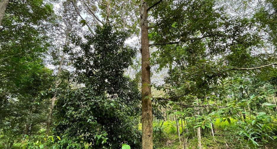 Terreno en venta en Takua Thung, Phang Nga