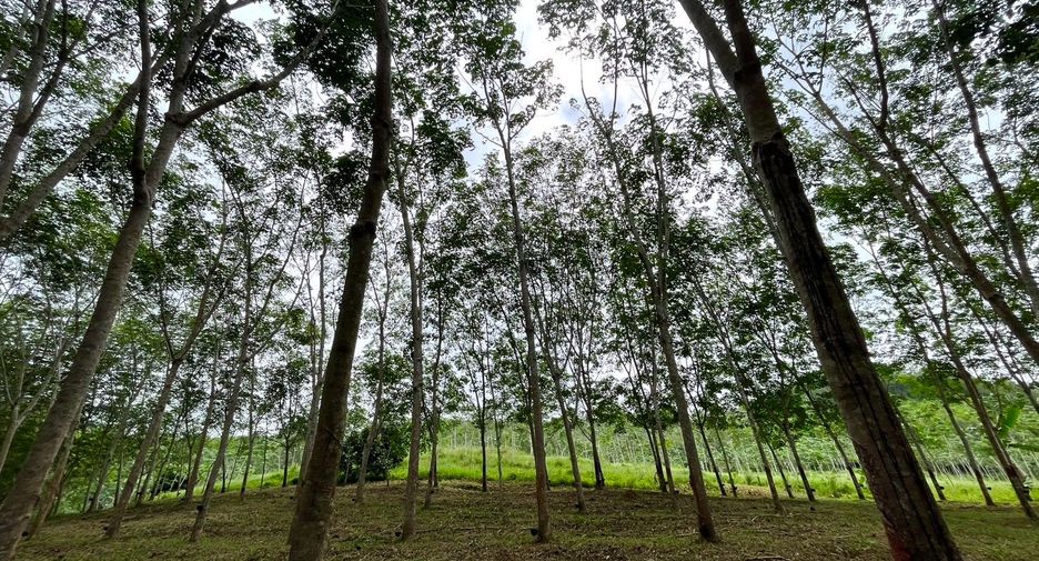Terreno en venta en Takua Thung, Phang Nga