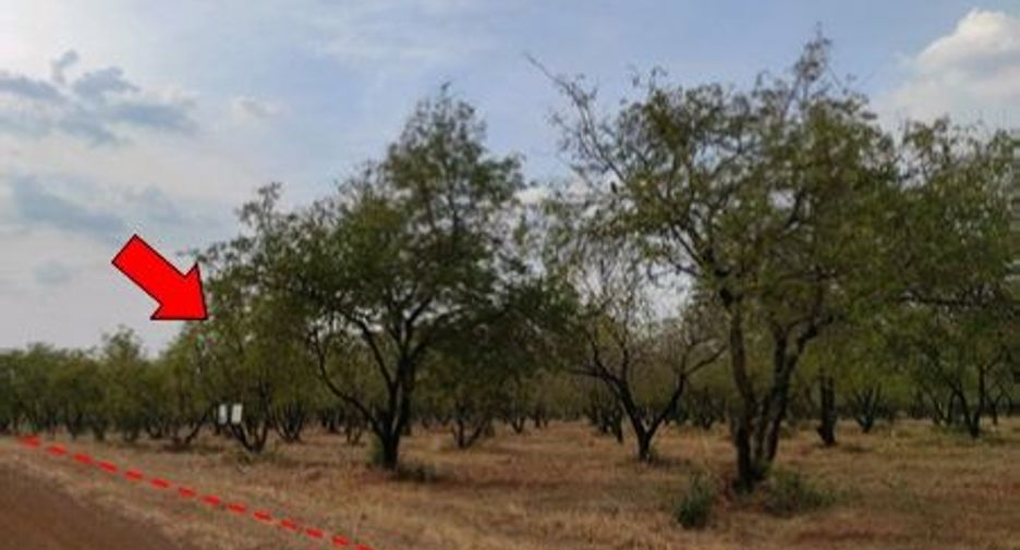 For sale land in Chon Daen, Phetchabun