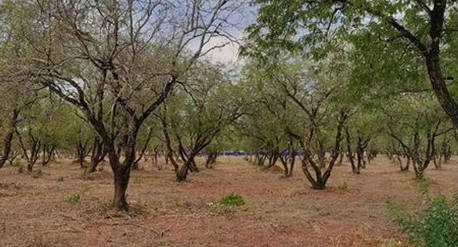 For sale land in Chon Daen, Phetchabun