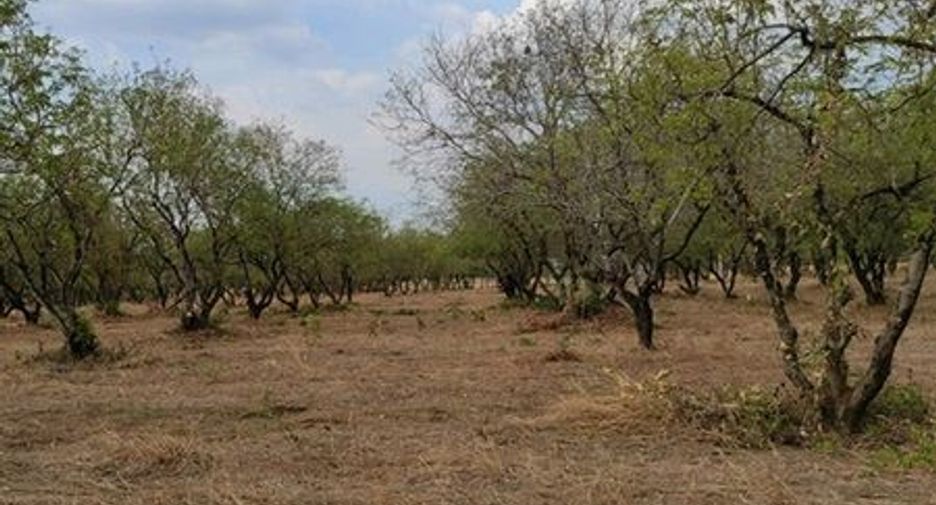For sale land in Chon Daen, Phetchabun