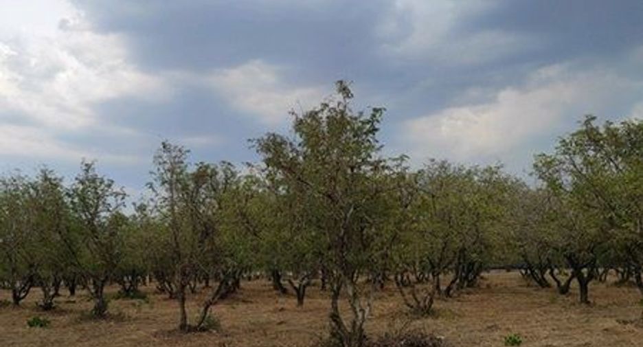 For sale land in Chon Daen, Phetchabun