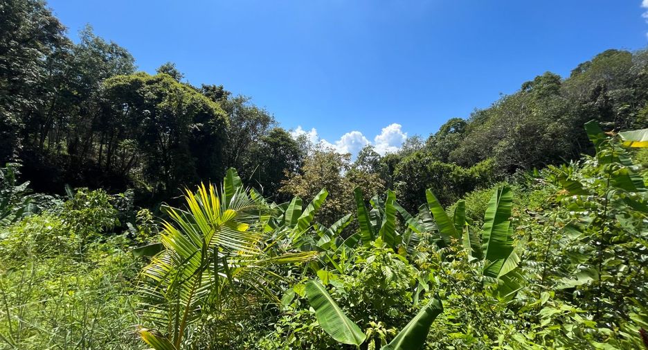 For sale land in Takua Thung, Phang Nga