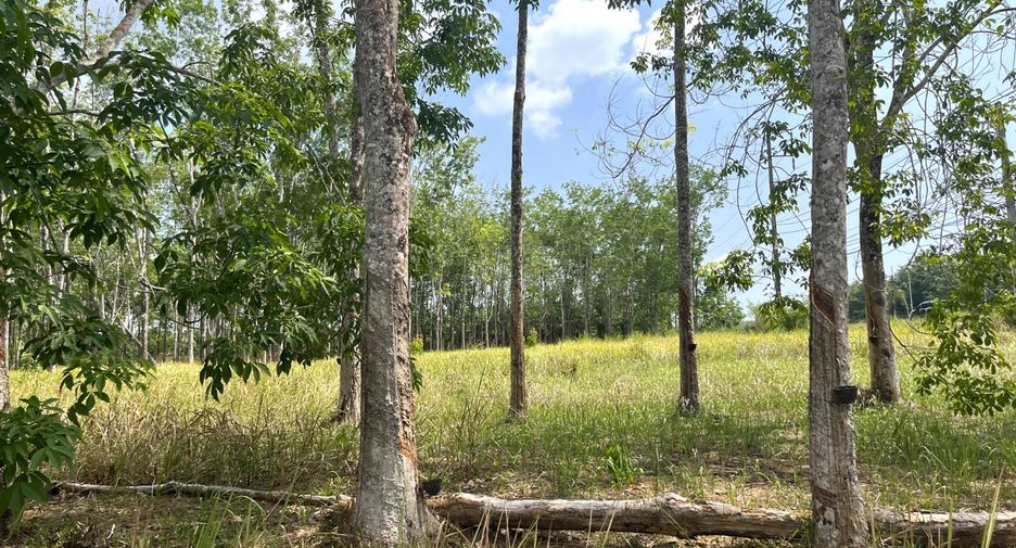 For sale land in Takua Thung, Phang Nga
