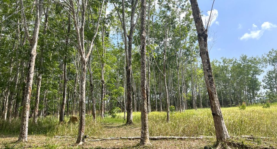 For sale land in Takua Thung, Phang Nga
