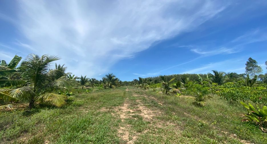 For sale land in Takua Thung, Phang Nga