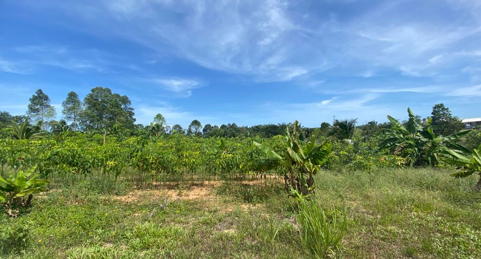 For sale land in Takua Thung, Phang Nga