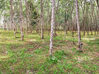 For sale land in Takua Thung, Phang Nga