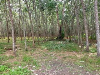 For sale land in Takua Thung, Phang Nga