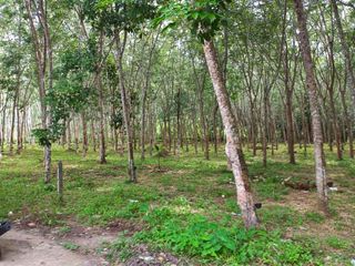 For sale land in Takua Thung, Phang Nga