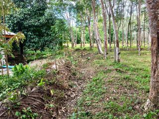 For sale land in Takua Thung, Phang Nga