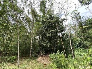 出售 土地 在 Kapho, Pattani
