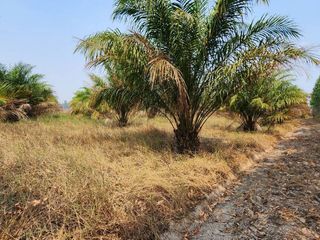For sale land in Kabin Buri, Prachin Buri