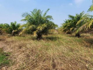 For sale land in Kabin Buri, Prachin Buri