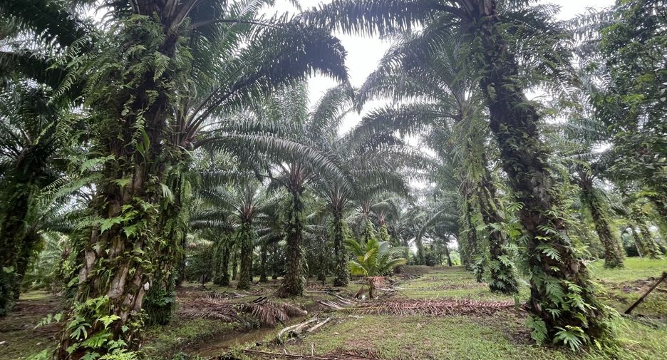 For sale land in Takua Thung, Phang Nga