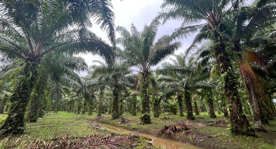 For sale land in Takua Thung, Phang Nga