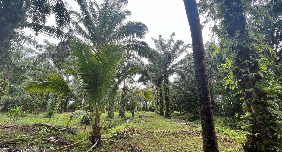 For sale land in Takua Thung, Phang Nga