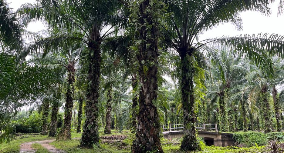 For sale land in Takua Thung, Phang Nga